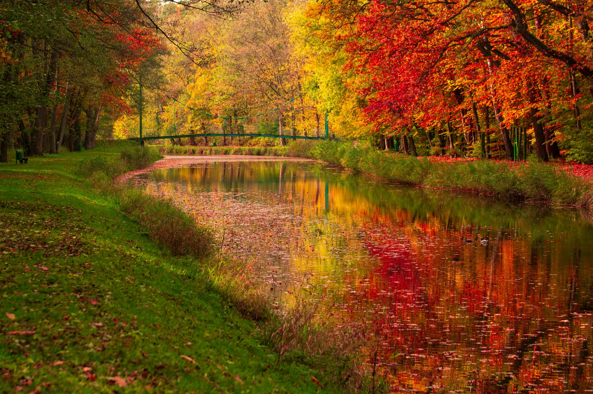 LotusRitual Collection 2